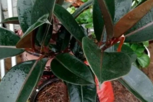 怎么种植橡皮树，幼株每隔3周追肥一次