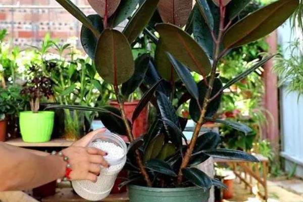 怎么种植橡皮树，幼株每隔3周追肥一次