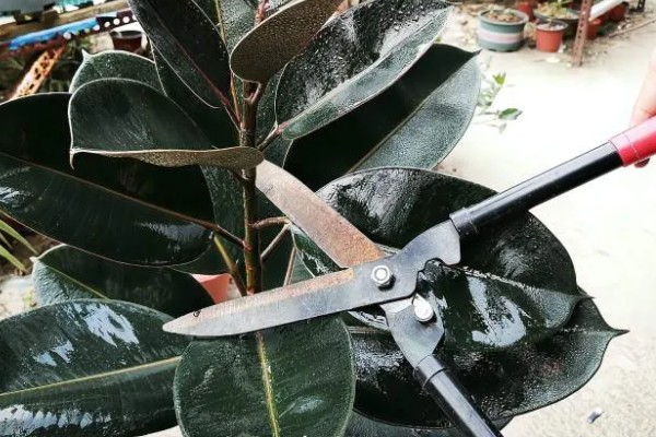 怎么种植橡皮树，幼株每隔3周追肥一次