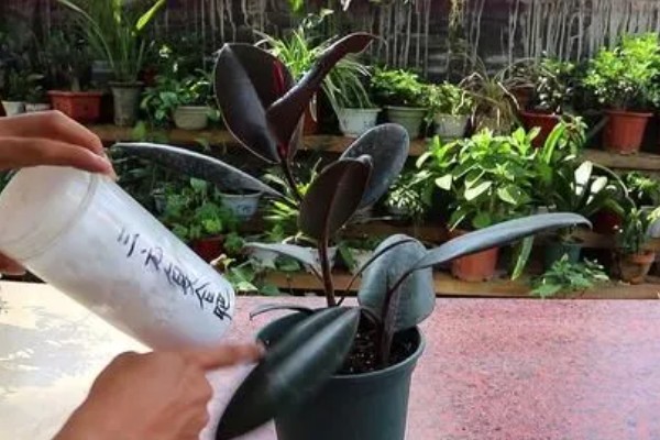 怎么种植橡皮树，幼株每隔3周追肥一次