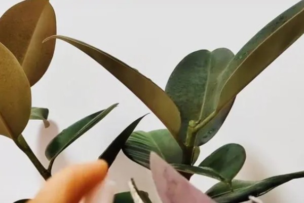怎么种植橡皮树，幼株每隔3周追肥一次