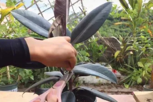 怎么种植橡皮树，幼株每隔3周追肥一次