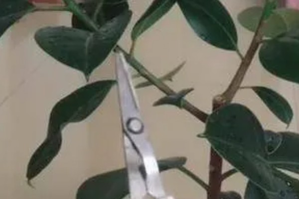 怎么种植橡皮树，幼株每隔3周追肥一次