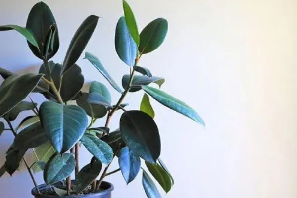 怎么种植橡皮树，幼株每隔3周追肥一次