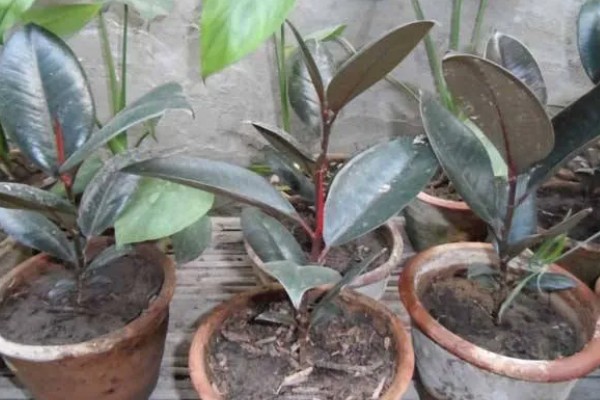 怎么种植橡皮树，幼株每隔3周追肥一次