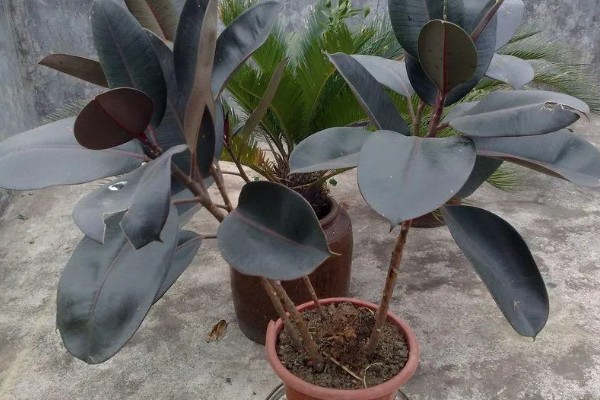 怎么种植橡皮树，幼株每隔3周追肥一次