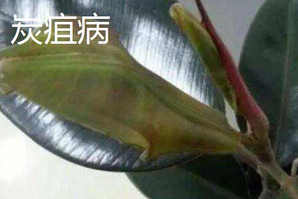怎么种植橡皮树，幼株每隔3周追肥一次