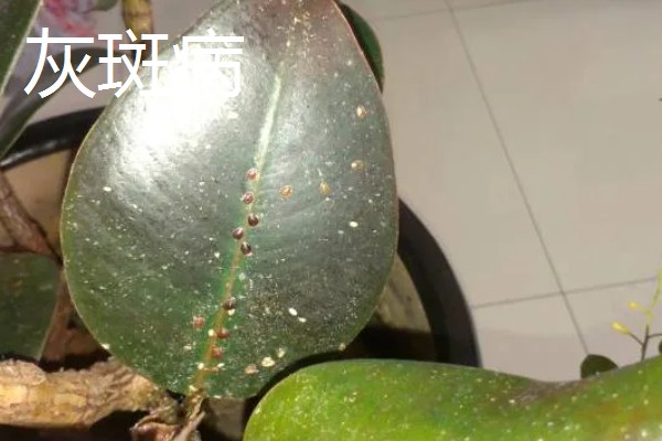 怎么种植橡皮树，幼株每隔3周追肥一次