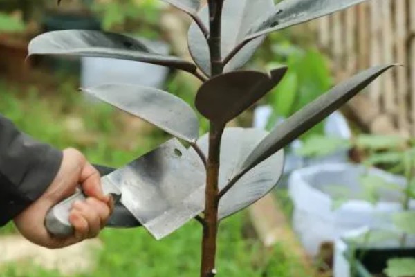 怎么种植橡皮树，幼株每隔3周追肥一次