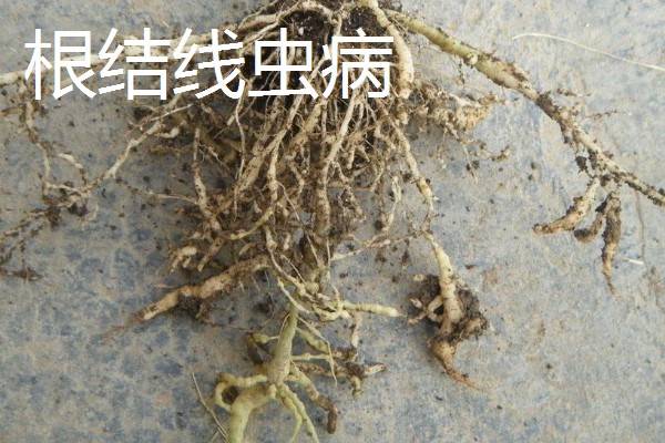 怎么种植橡皮树，幼株每隔3周追肥一次