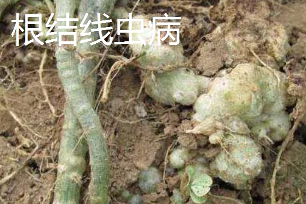 怎么种植橡皮树，幼株每隔3周追肥一次