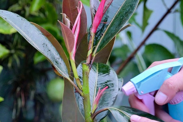 怎么种植橡皮树，幼株每隔3周追肥一次