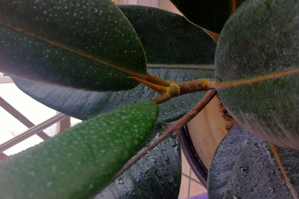 怎么种植橡皮树，幼株每隔3周追肥一次
