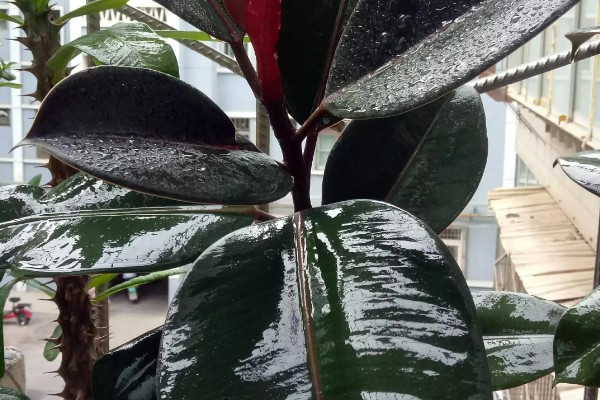 怎么种植橡皮树，幼株每隔3周追肥一次