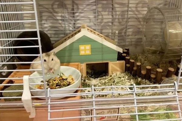 日常生活中仓鼠的小情绪,梳理毛发时属于比较放松的状态
