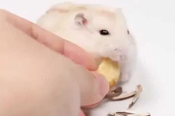 日常生活中仓鼠的小情绪,梳理毛发时属于比较放松的状态