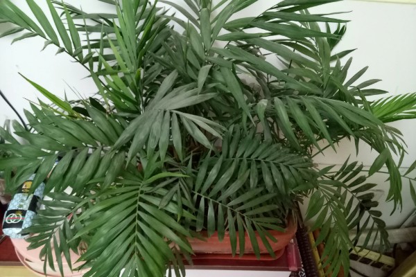 凤尾竹怎么养殖，生长温度保持在20-30℃