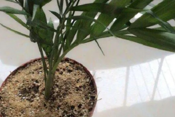 凤尾竹怎么养殖，生长温度保持在20-30℃