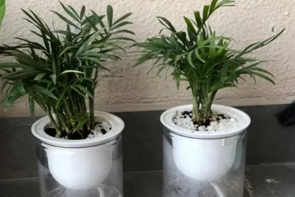 凤尾竹怎么养殖，生长温度保持在20-30℃