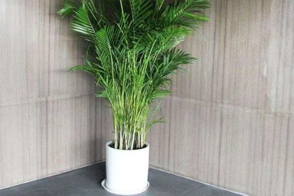 凤尾竹怎么养殖，生长温度保持在20-30℃