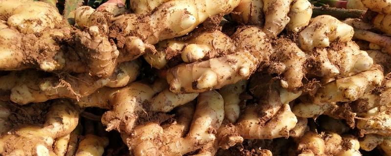 鲜姜和老姜有什么区别,外观、口感、食用方法都不同