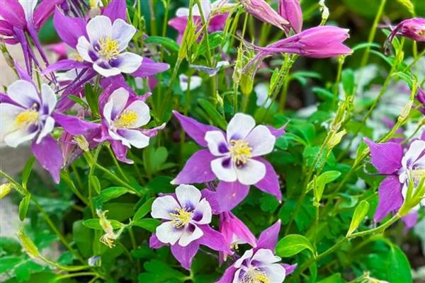 耧斗花怎么养殖，生长盛期多浇水