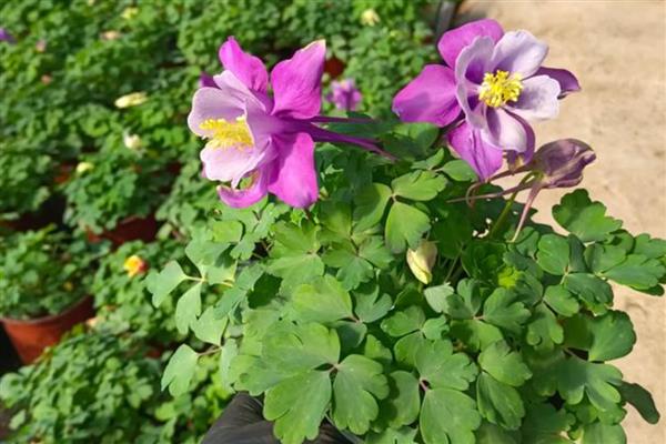 耧斗花怎么养殖，生长盛期多浇水