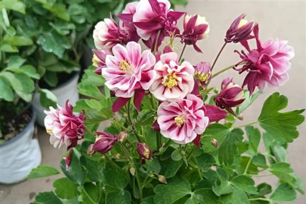 耧斗花怎么养殖，生长盛期多浇水