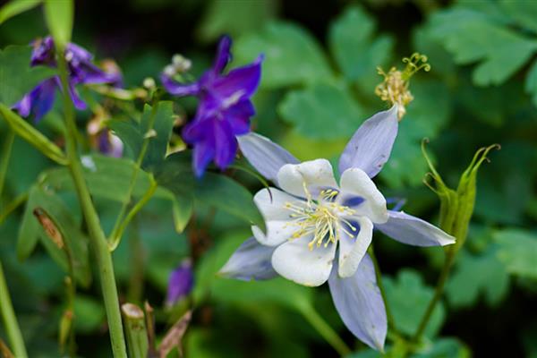 耧斗花怎么养殖，生长盛期多浇水