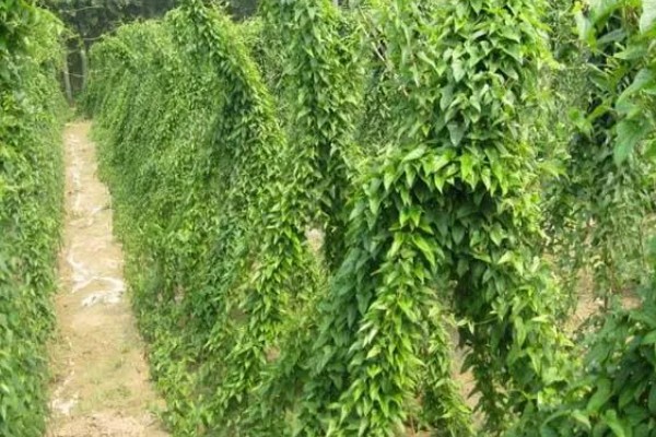 山药的产地,产地原为河南焦作