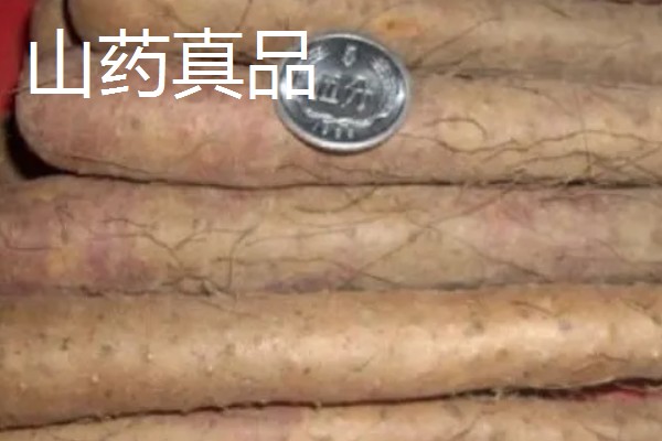 山药的产地,产地原为河南焦作