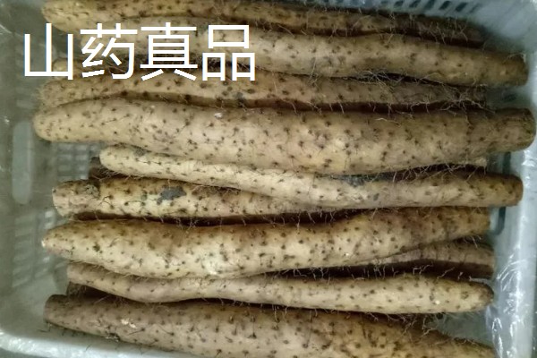 山药的产地,产地原为河南焦作