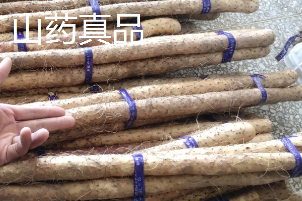 山药的产地,产地原为河南焦作