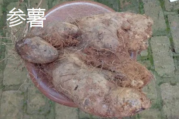 山药的产地,产地原为河南焦作