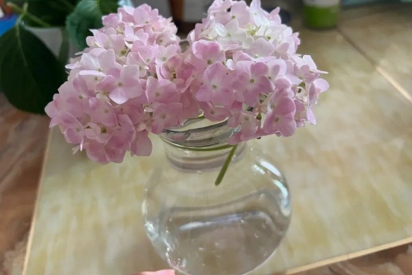 绣球花能水养多少天，可以存活一个月左右
