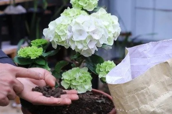 绣球花能水养多少天，可以存活一个月左右