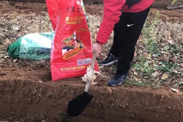 蔬菜如何科学施锌肥,可直接施放