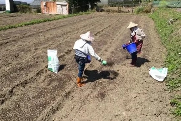 蔬菜如何科学施锌肥,可直接施放