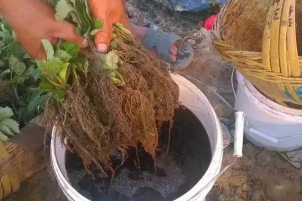 蔬菜如何科学施锌肥,可直接施放