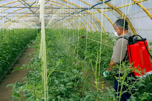 蔬菜如何科学施锌肥,可直接施放