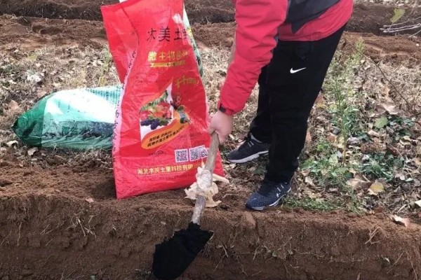 菠菜潜叶蝇如何防治，收获后要及时深翻土壤