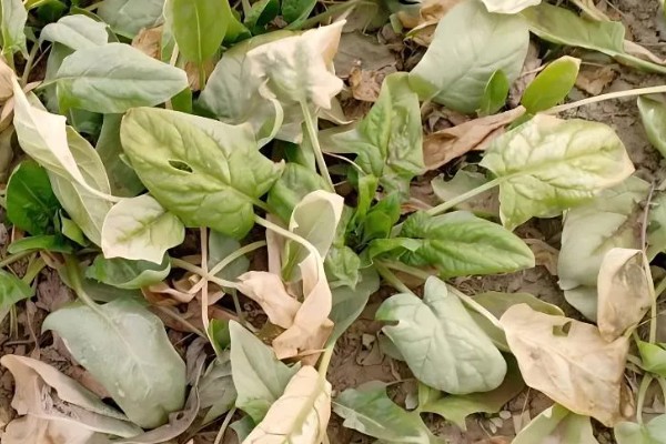 菠菜潜叶蝇如何防治，收获后要及时深翻土壤