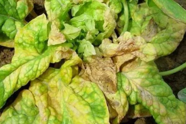 菠菜潜叶蝇如何防治，收获后要及时深翻土壤