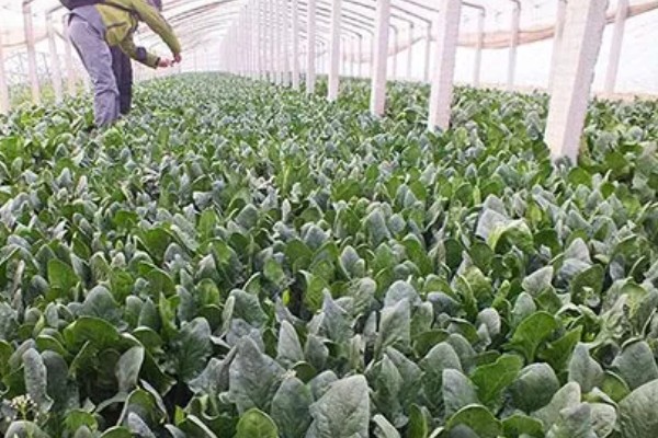 菠菜潜叶蝇如何防治，收获后要及时深翻土壤
