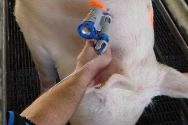母猪有几个奶，大多数有10-16个乳房