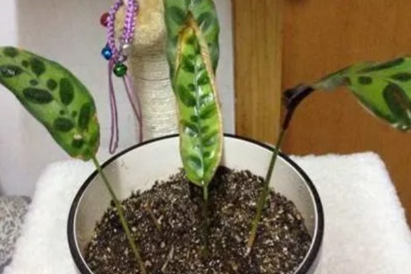 猫眼竹芋的养殖方法,一周施肥一次