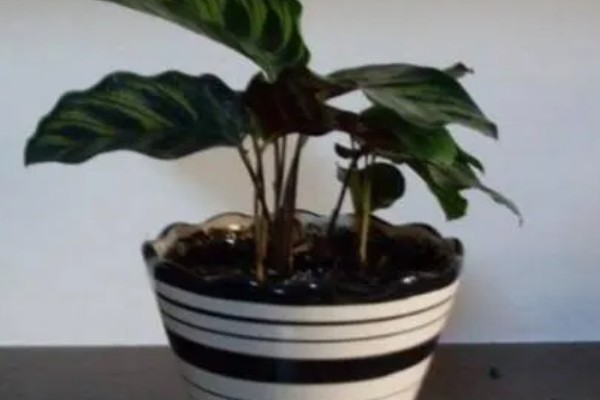 猫眼竹芋的养殖方法,一周施肥一次
