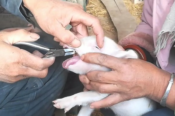 母猪有几个奶，大多数有10-16个乳房