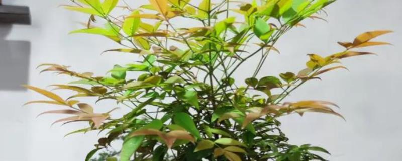 南天竹盆景如何室内养殖,适宜生长在光照充足的环境中