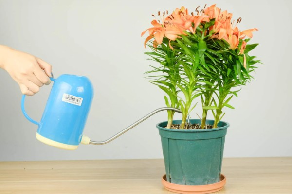 百合花的花期,一般是每年四月份开花